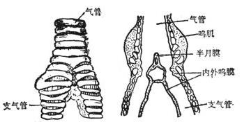 有模仿能力的鸟有哪些,一种鸟模仿70多种声音
