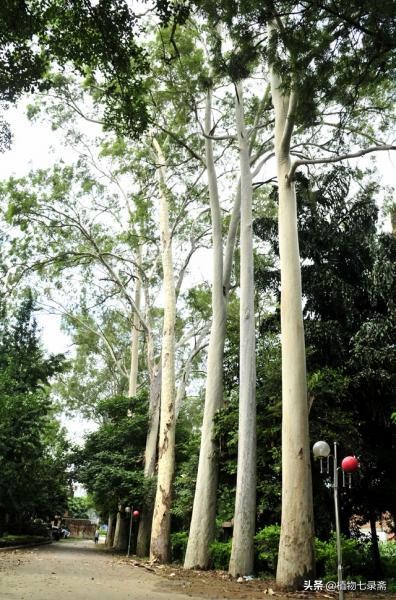 桉树害处新闻视频,桉树为什么危害健康