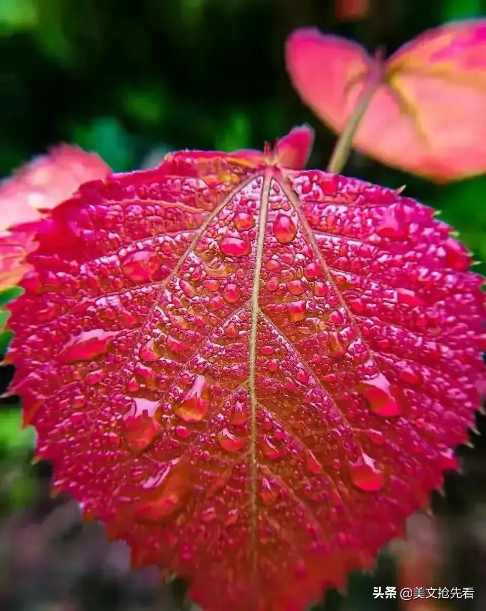 秋天到家乡,秋天在我身边走过
