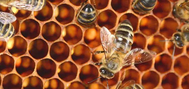 吃蜂胶真的有那么神奇吗,吃蜂胶能保护肾脏吗