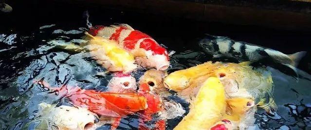 养鱼这么多年，是否还在为流量扬程排气量等困扰？