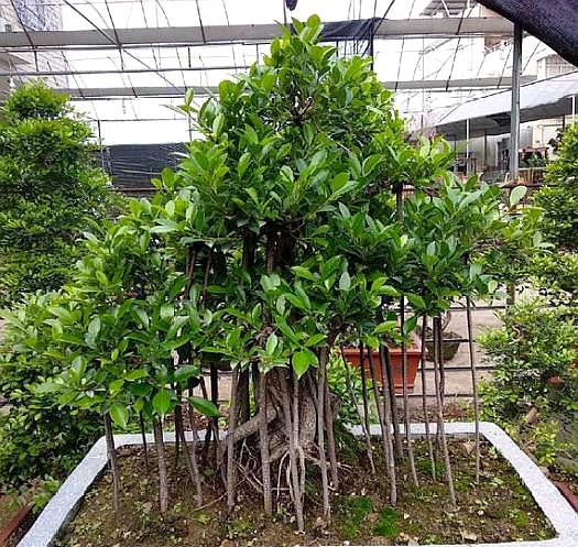 用泥炭酸性土养殖榕树可以吗,榕树盆景怎么养才能长得茂盛