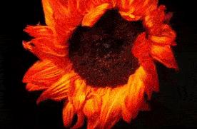 试管婴儿生化妊娠真实图片,试管婴儿成功后出血是生化吗