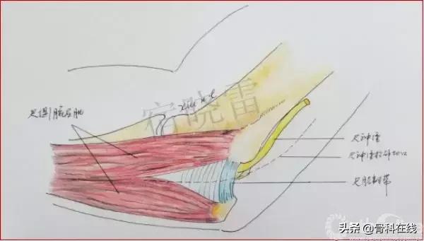 手绘科普类,手绘类科普