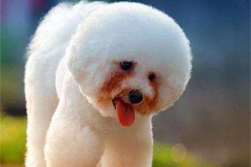 比熊犬的泪痕如何快速去除,比熊犬泪痕去掉小妙招