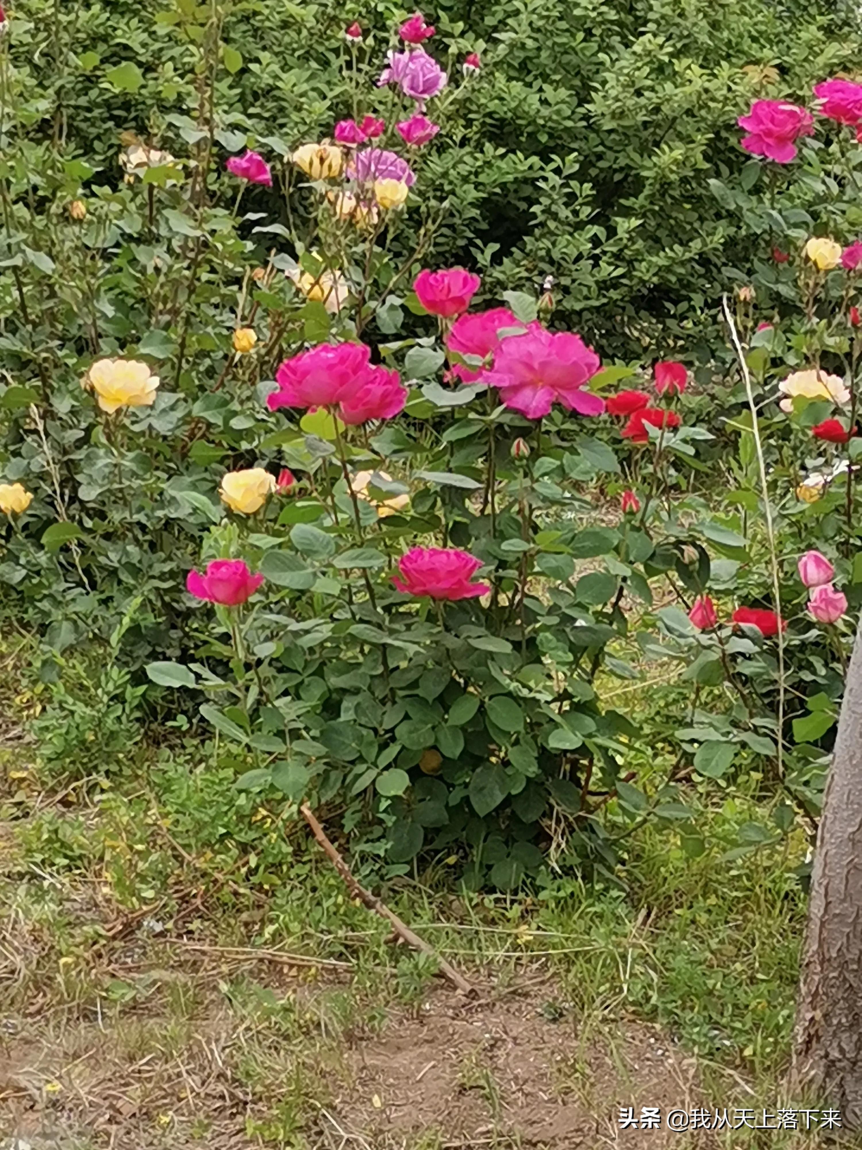 100张花朵美图,100张花图片大全