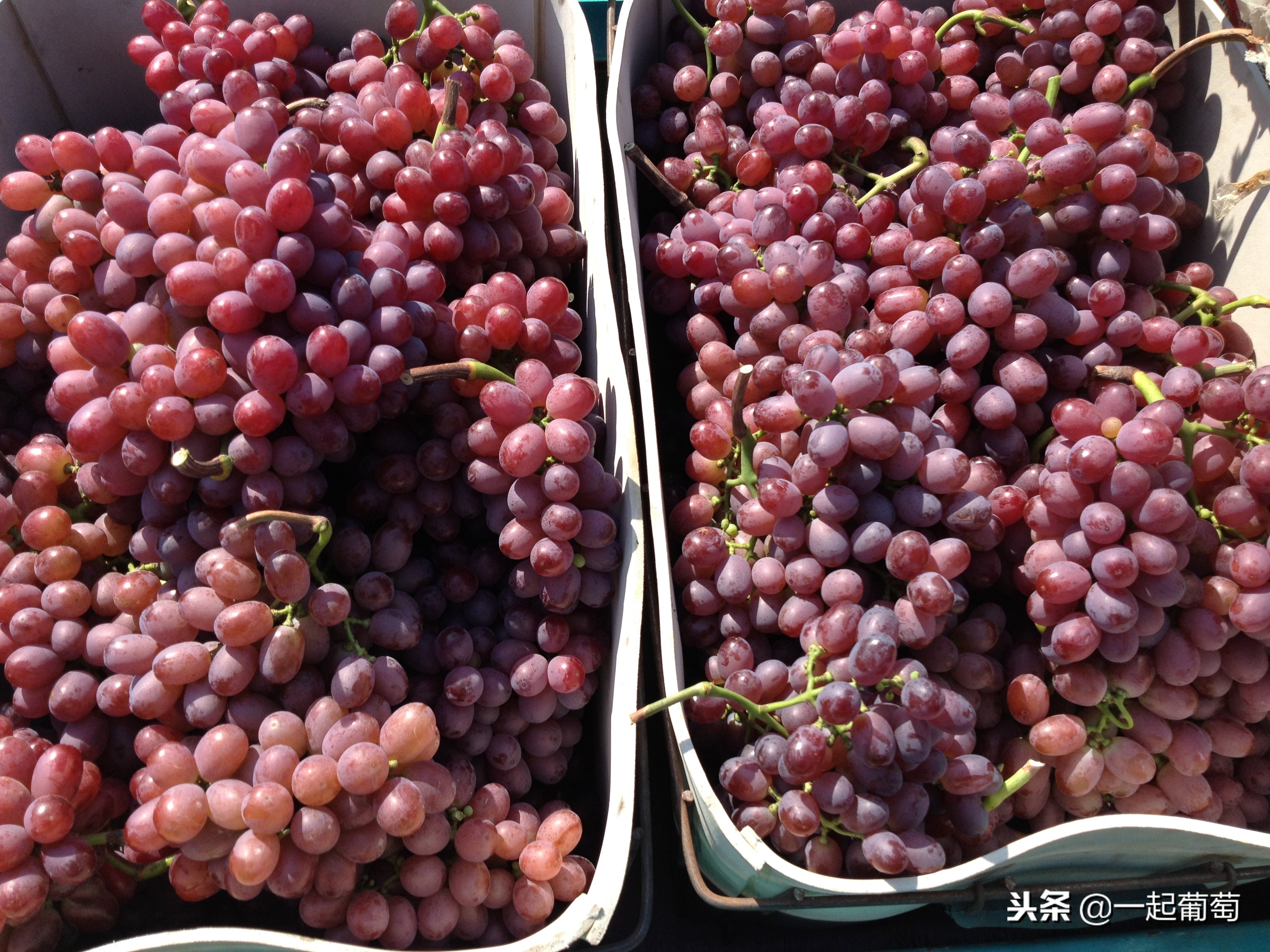 葡萄的来历小故事,收葡萄什么梗