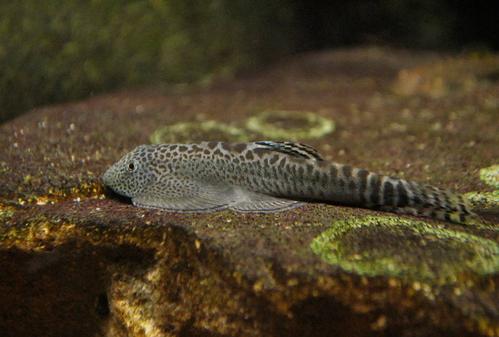 想养鱼要用加热棒吗,想养鱼又没有鱼缸