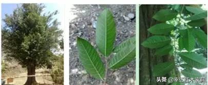 海南黄花梨和小叶紫檀手串对比,海南黄花梨和小叶紫檀对比