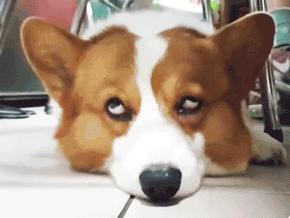 如何挑选颜值高的三色柯基,怎样挑选一个健康的柯基幼犬