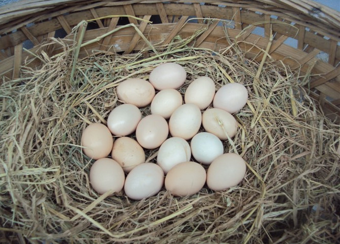什么样的土鸡蛋质量最好,土鸡蛋贵在哪里