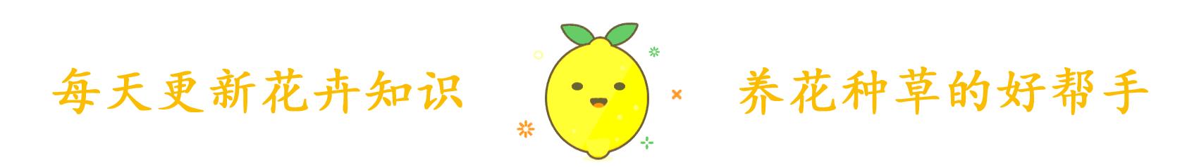 天竺葵小苗好养还是老桩好养,天竺葵老桩怎么养