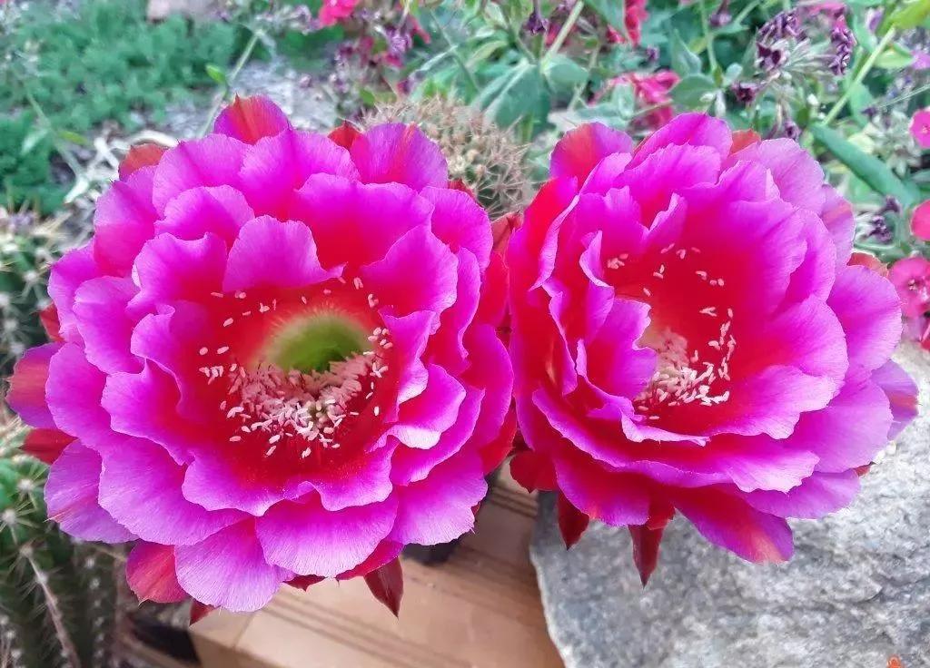 100种仙人球花图片,100种仙人球的品种视频