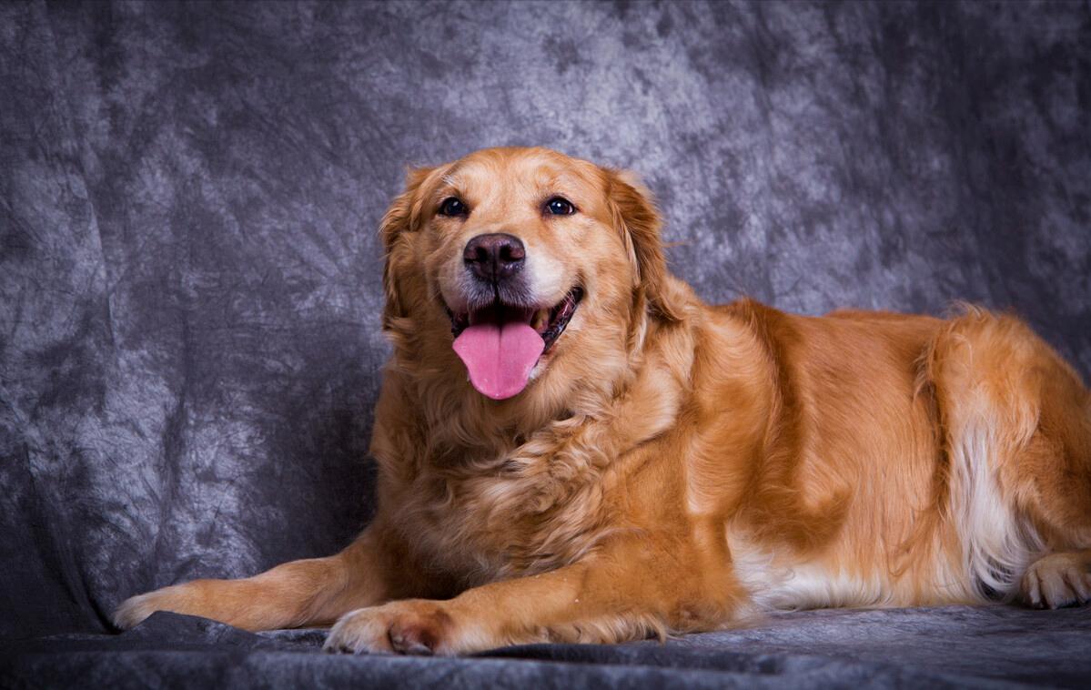 拉布拉多和金毛哪种狗好养,拉布拉多和金毛该怎么选