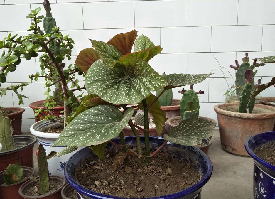 竹节海棠叶片发蔫儿是怎么回事,竹节海棠发蔫儿了怎么办