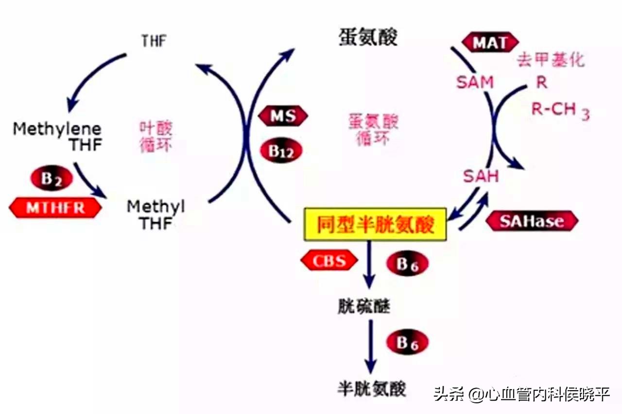 高血压患者叶酸值多少应补充,同型半胱氨酸高血压叶酸补多少