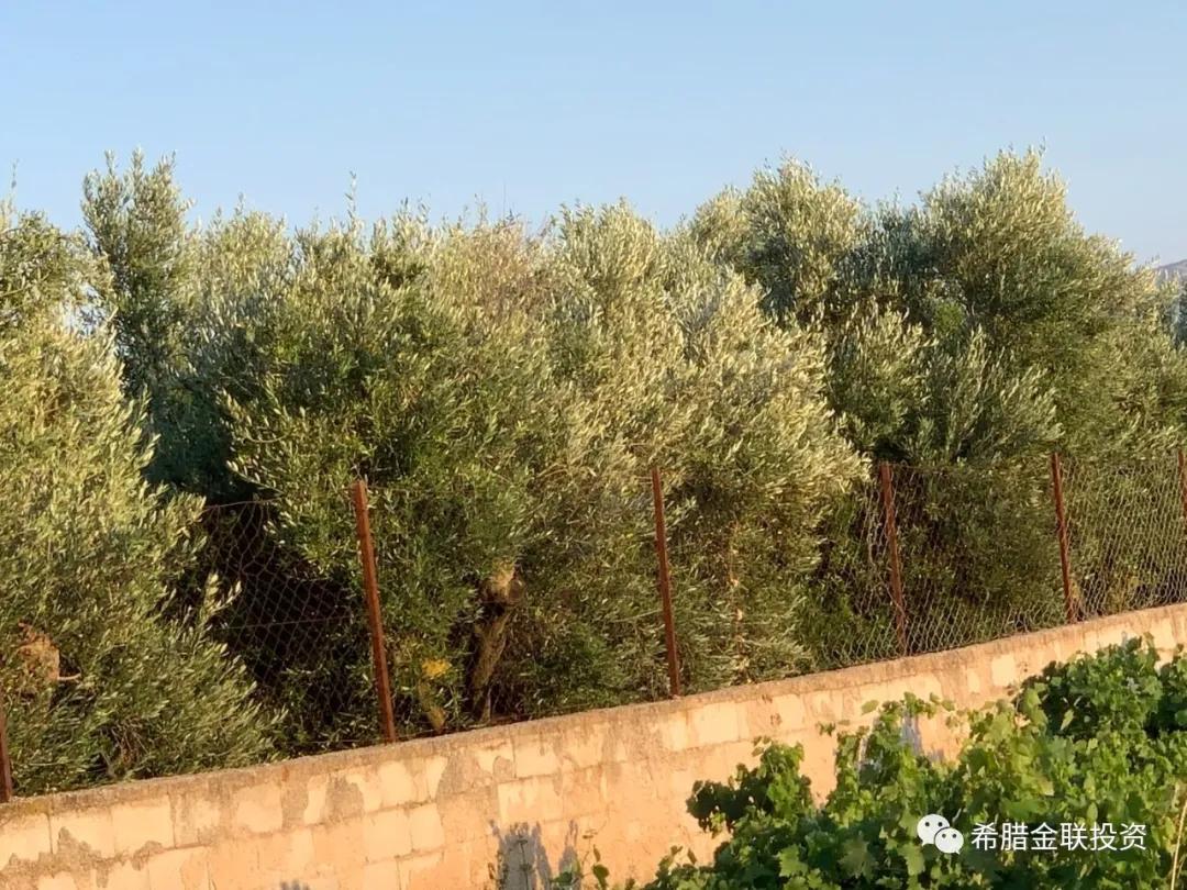 希腊农地价格,希腊土地多少钱一亩