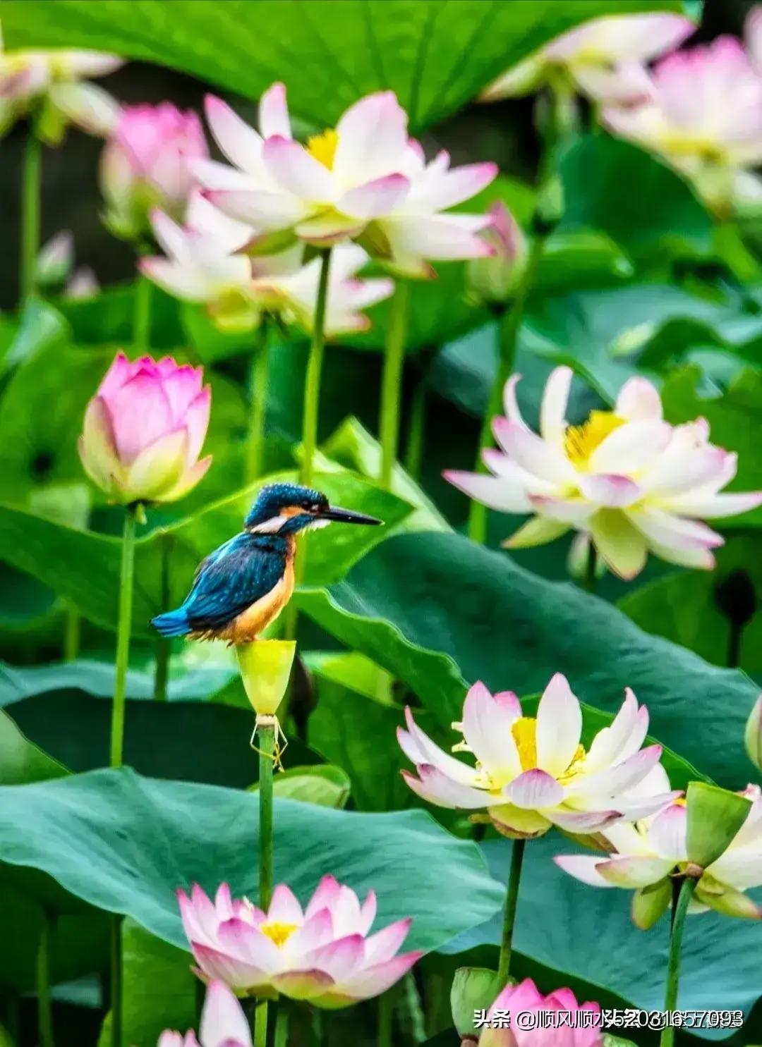 襄阳人苞谷味在臆想中的古隆中卧龙岗居于何地?