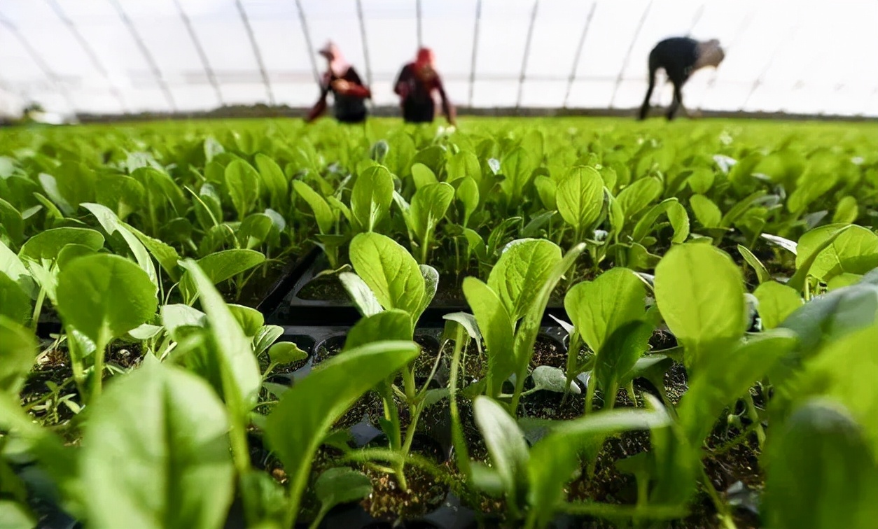 氨基酸是什么有什么用,氨基酸葡萄糖钙骨素的功效和作用