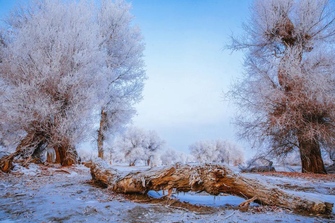 尼雅五星东方口碑,尼雅五星东方赤霞珠干红葡萄酒