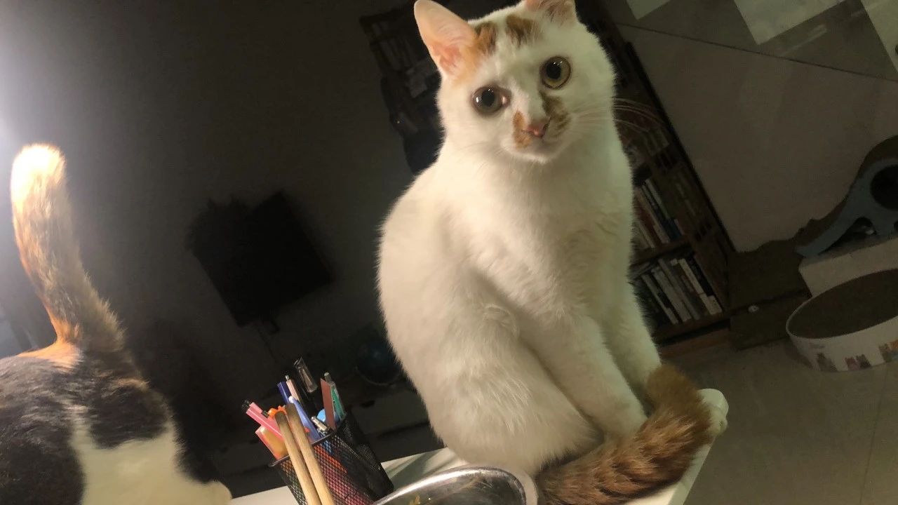 猫崽软便带血怎么办,成年猫咪便便有血什么原因