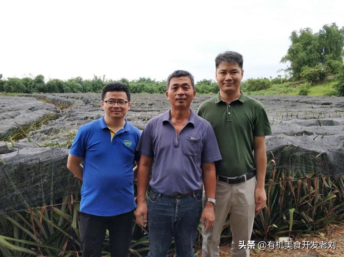 怎样挑选凤梨最好吃,凤梨怎么挑选才是正确的