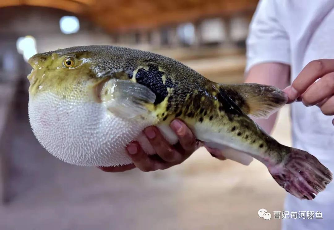 曹妃甸的新传说,渤海湾曹妃甸的魅力