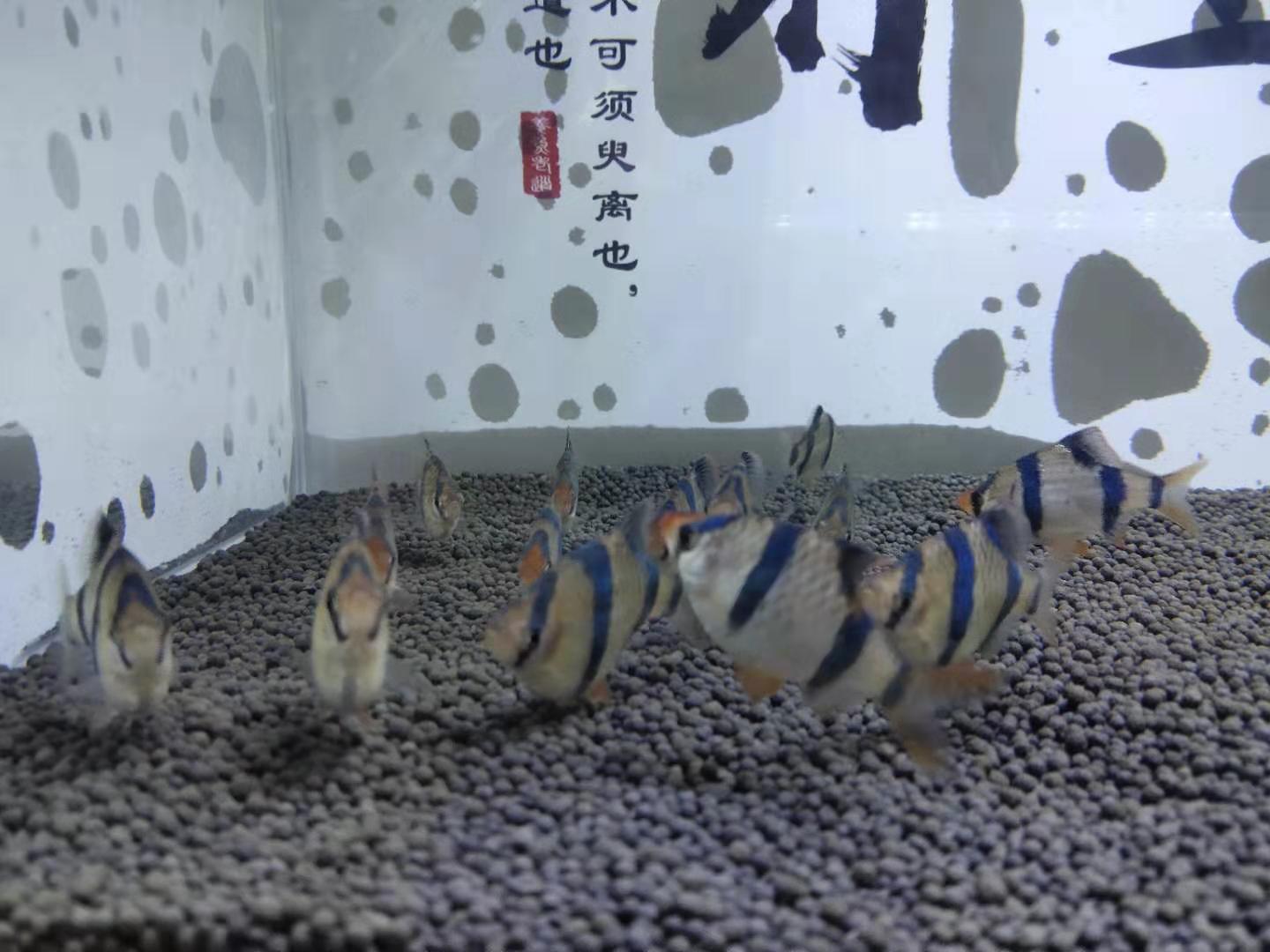 每次用药都要杀幼虫吗,硝化细菌要多久才有效