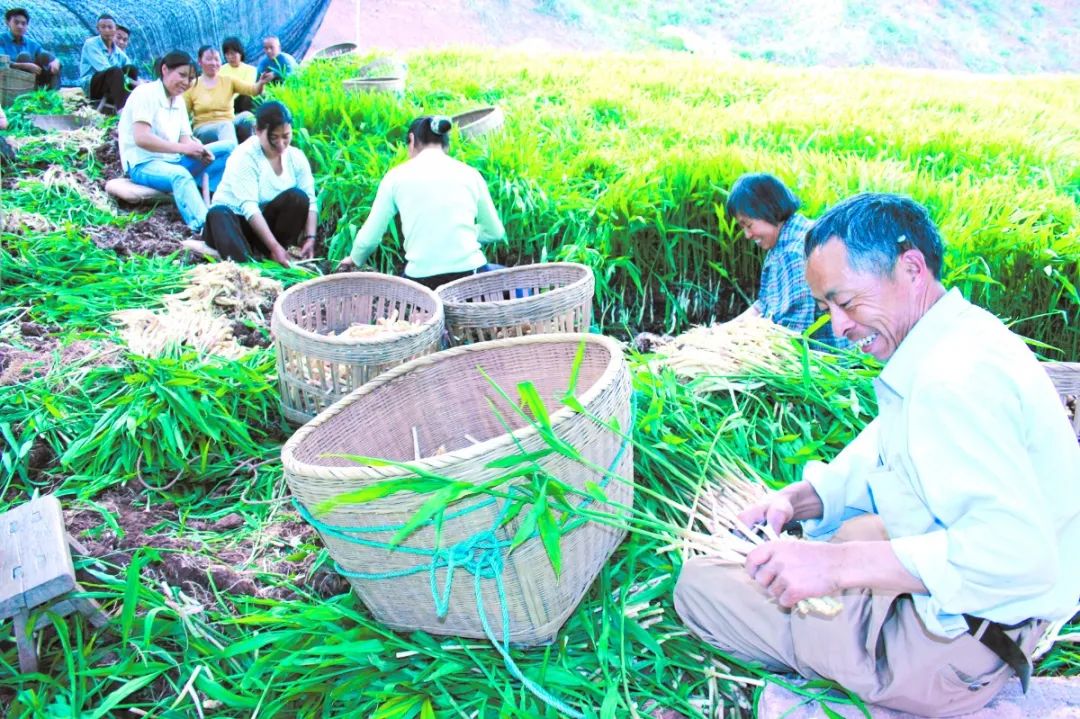 蜀青振兴贷是啥,蜀青振兴贷