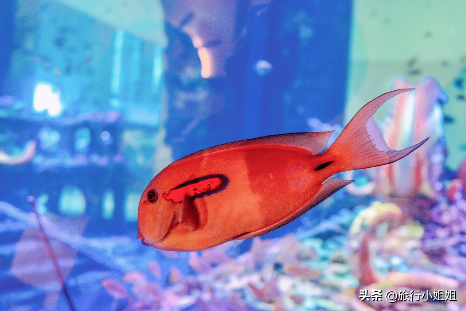 住在梦幻城堡,抚仙湖海豚湾住宿攻略