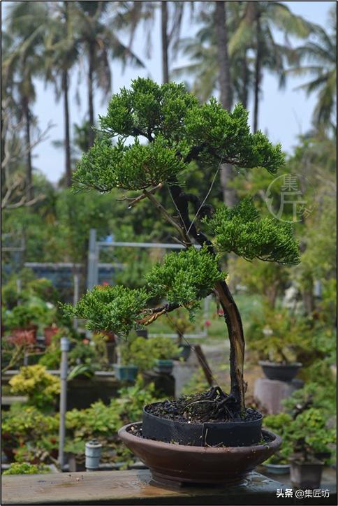 真柏出现针叶干枯失去光泽,济州真柏针叶发白不绿干瘪怎么办