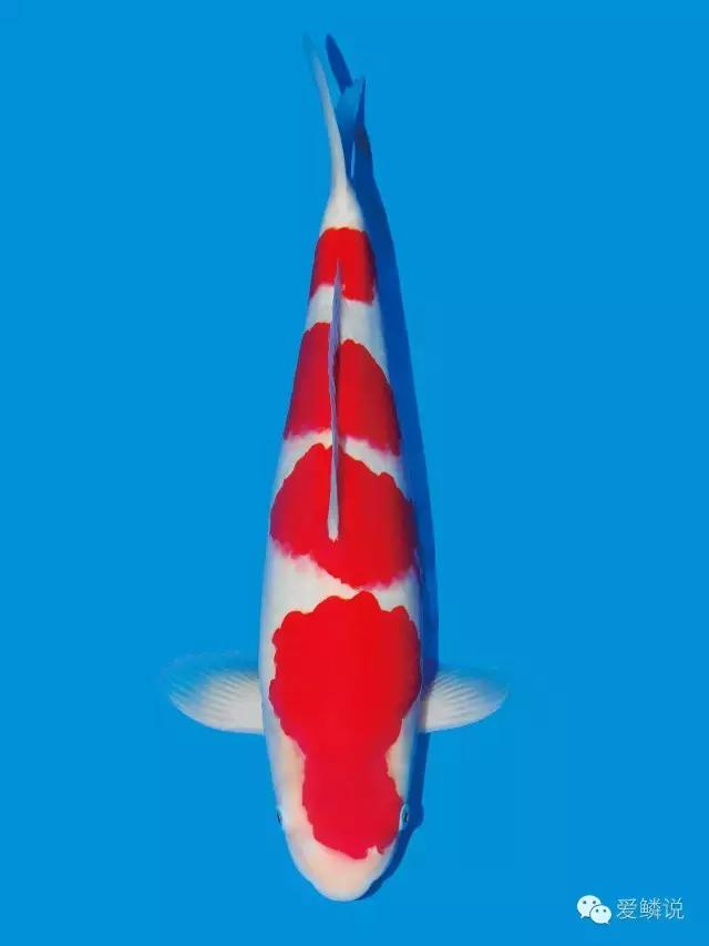 别轻敌!杀好虫菌,助鲤安心度过多事之秋