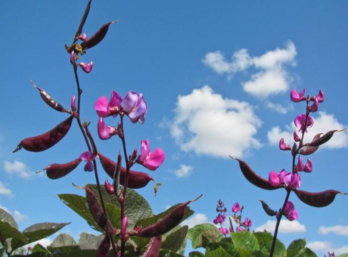 白扁豆怎么食用效果最好,白扁豆如何种植才能高产视频