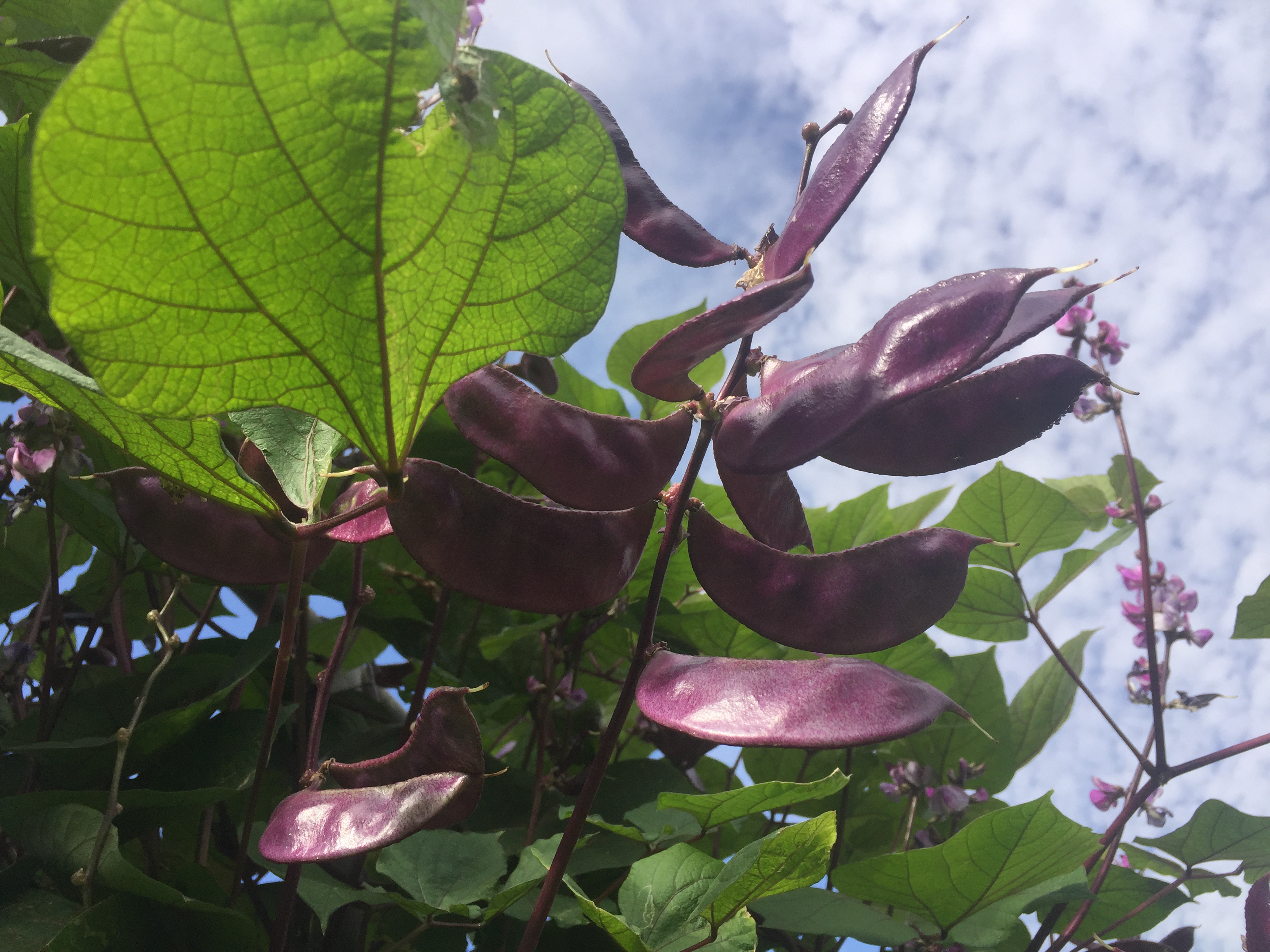 病虫害防治教你一招就能轻松搞定,一招解决各种病虫害