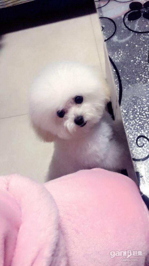 泰迪可以做比熊造型么,自己在家给比熊做造型