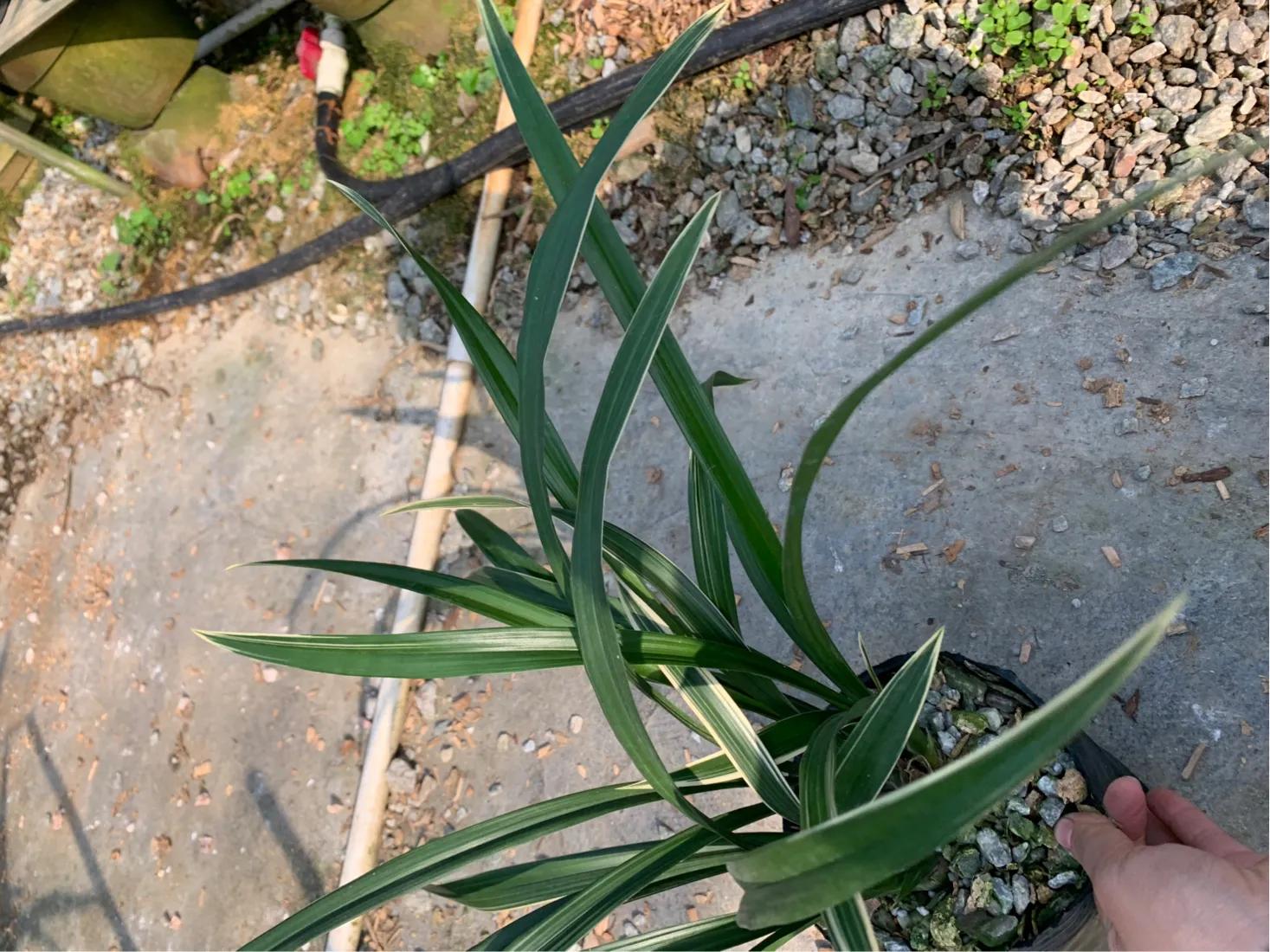 墨兰的五种奇花介绍,金边墨兰带花苞精品