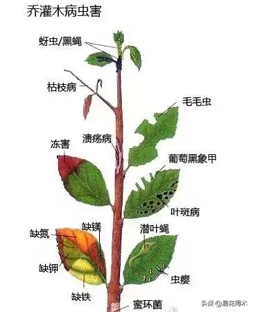 盆栽飞虫怎么杀,盆栽小黑飞虫怎么治