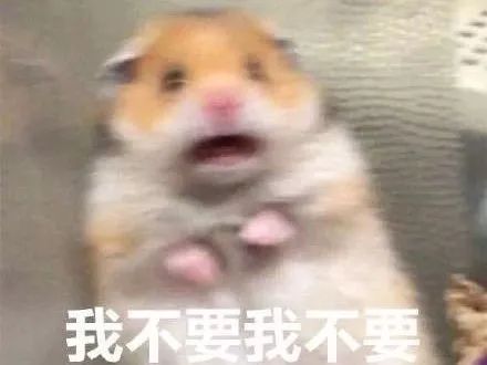 养仓鼠需要准备什么吃的食物,仓鼠饮食食谱