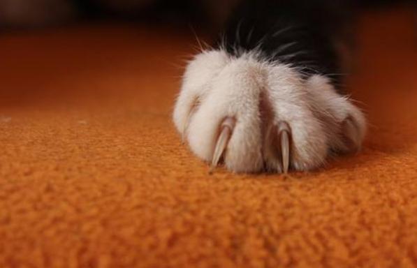 刚到家的猫咪挠门,刚到家的小猫挠我用打疫苗吗