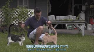 吸猫最高境界图片,吸猫最高境界完整视频