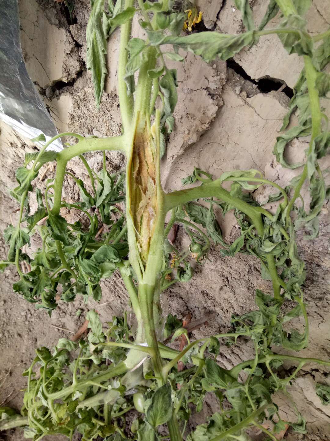 细菌性的病害治疗方案,细菌性黄瓜病害防治