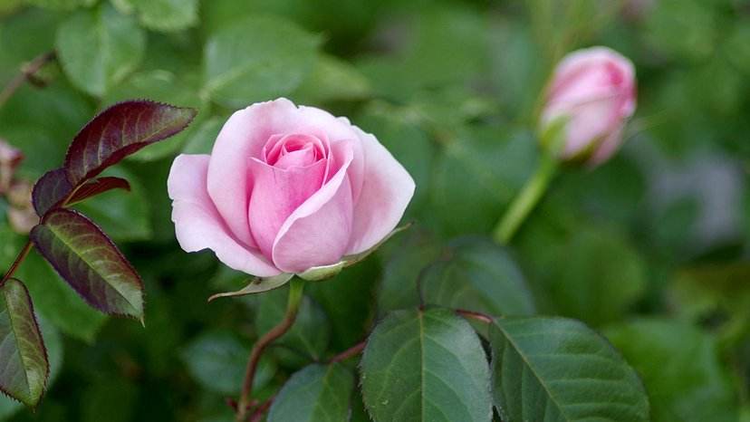 玫瑰花水养怎么养不蔫,玫瑰花水养怎么能养得久