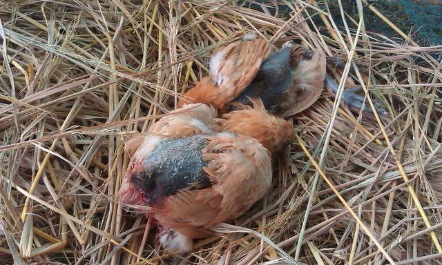 雏鸡啄羽啄肛怎么办,雏鸡出现互啄情况怎么办