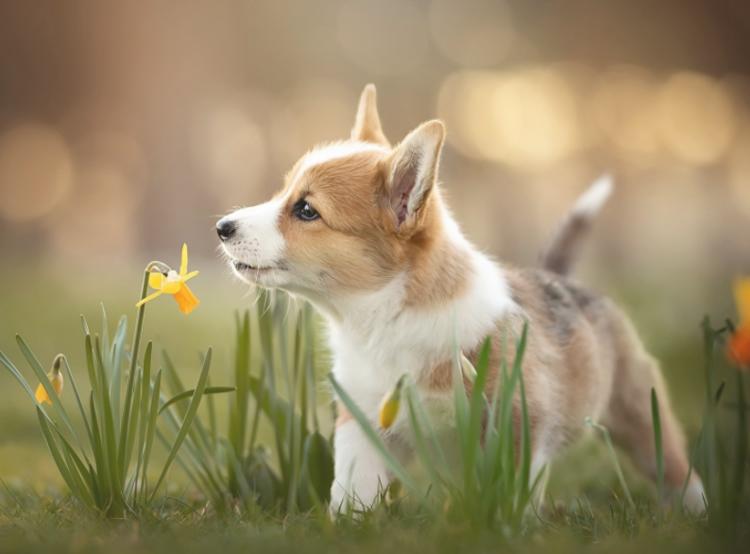 为什么母猫交配过程中撕心裂肺，而狗狗却静悄悄，本篇文章告诉你