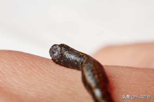 误吞蚂蝗后多久会有事,蚂蟥吸血吸饱了会自己掉下来么