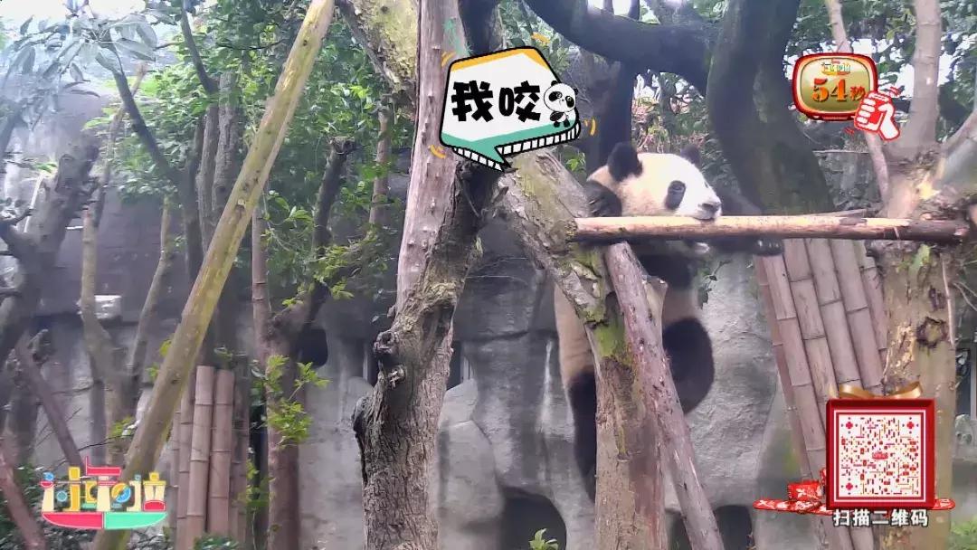 为了寻找“黄金侠”，大亚湾居然上演中国功夫？