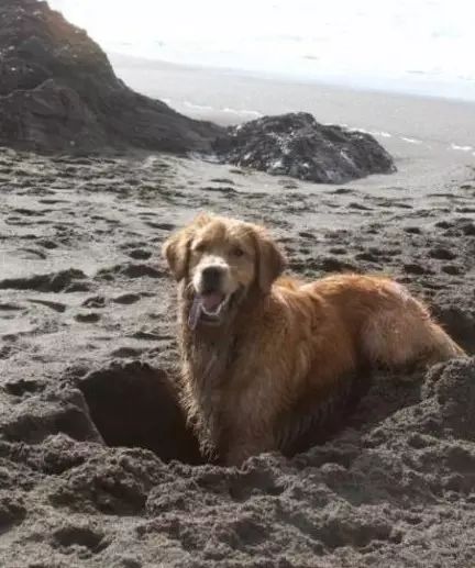 刨土刨水刨坑刨沙发，对于一只寂寞的狗子而言，万物皆可刨