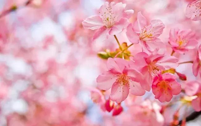 最适合赏花的花,视觉盛宴五种赏花名花供您选择