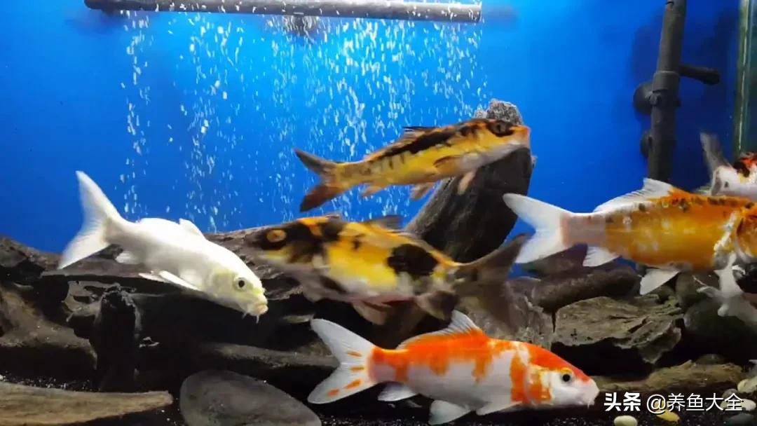 锦鲤新池如何养水,没有梦想的鱼