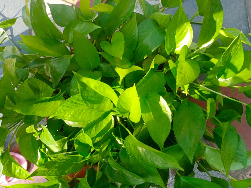 我的第一块智能手表,我的第一块运动手表